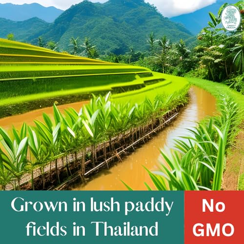 Green Dragon Thai Fragrant Jasmine Rice 5KG | Thai Hom Mali | AAA | Premium Rice | White Rice | Chinese Ingredients | Chinese Asian Cooking | 5KG